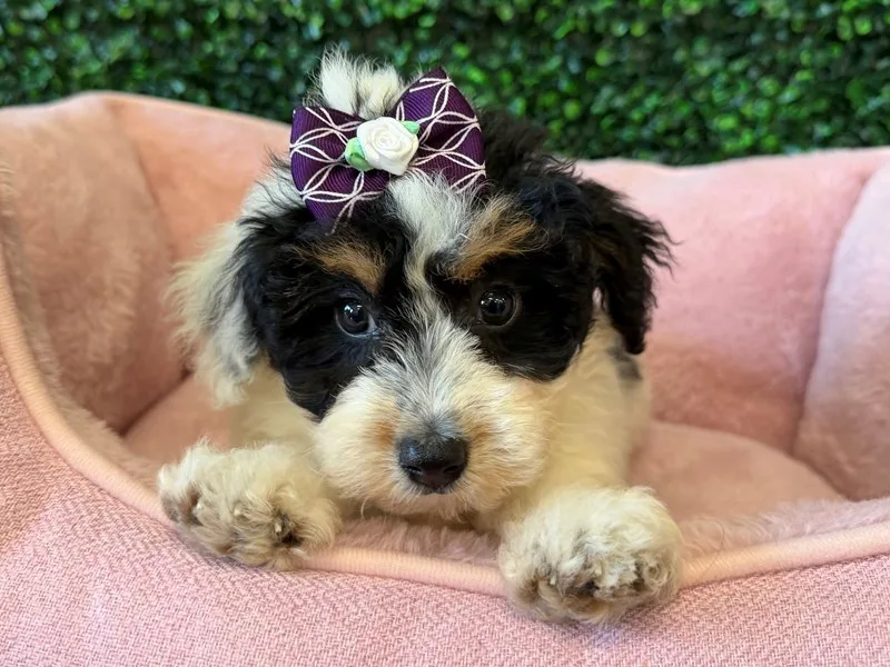 Mini Aussiepoo Puppy, Female, #2239 – photo 3
