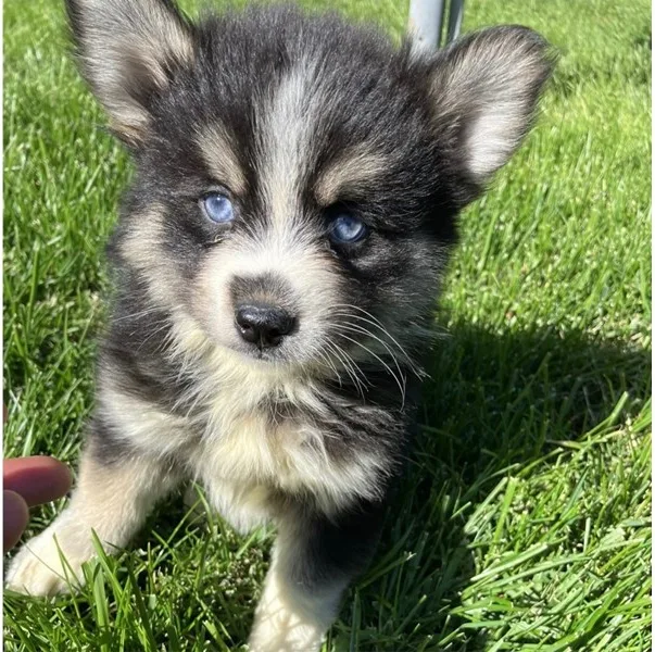 Pomsky Puppy, Male, #2266