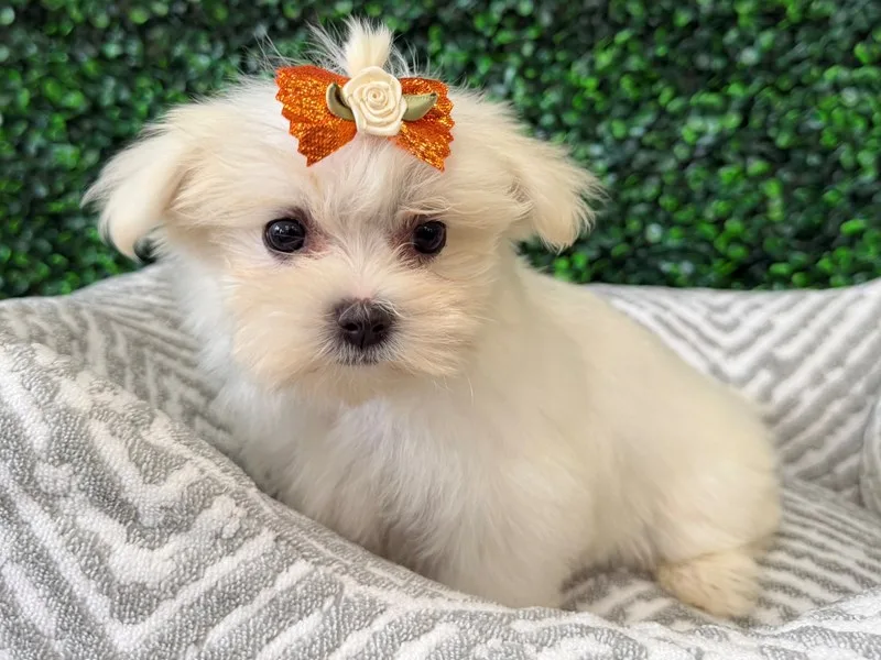 Maltese Puppy, Female, #2262 – photo 2