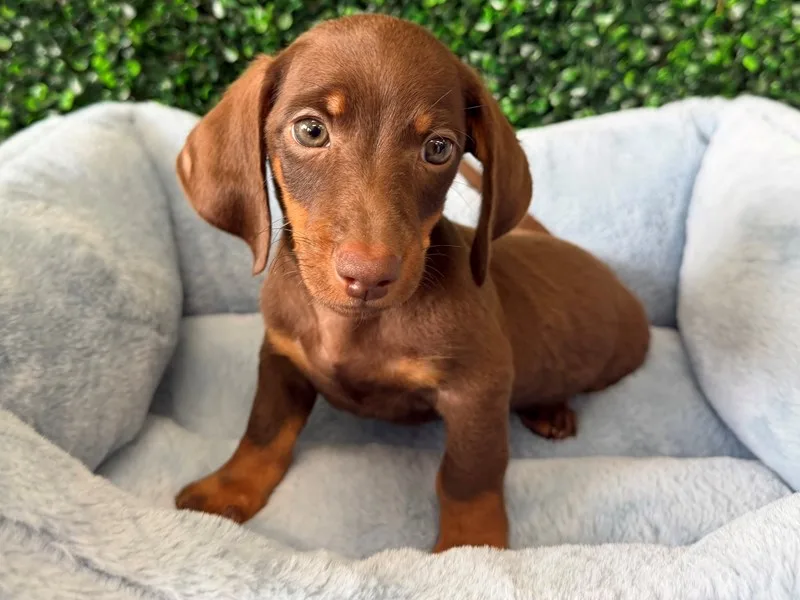 Mini Dachshund Puppy, Male, Chocolate and Tan, #2258