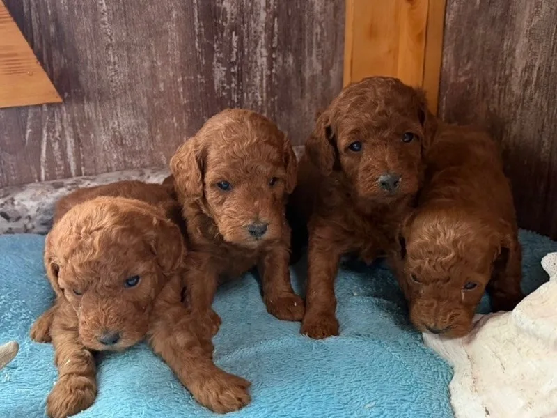 Mini Goldendoodle Puppy, Female, #2269