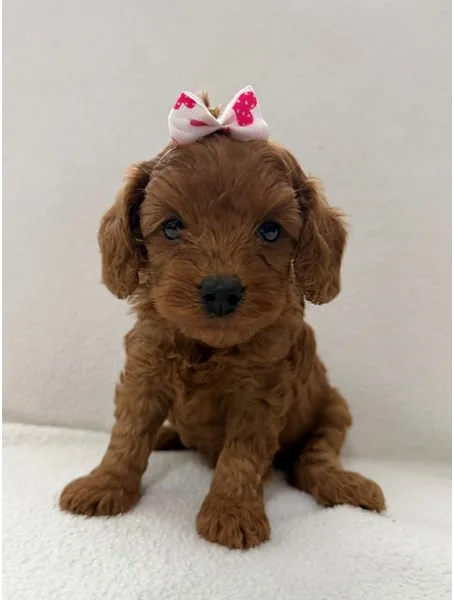 Cavapoo Puppy, Female, Red, #2219