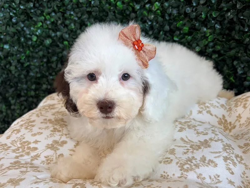 Cockapoo Puppy, Female, Chocolate Parti, #942