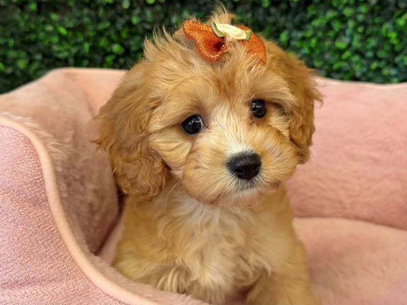 Cavapoo Puppy, Female, #2284