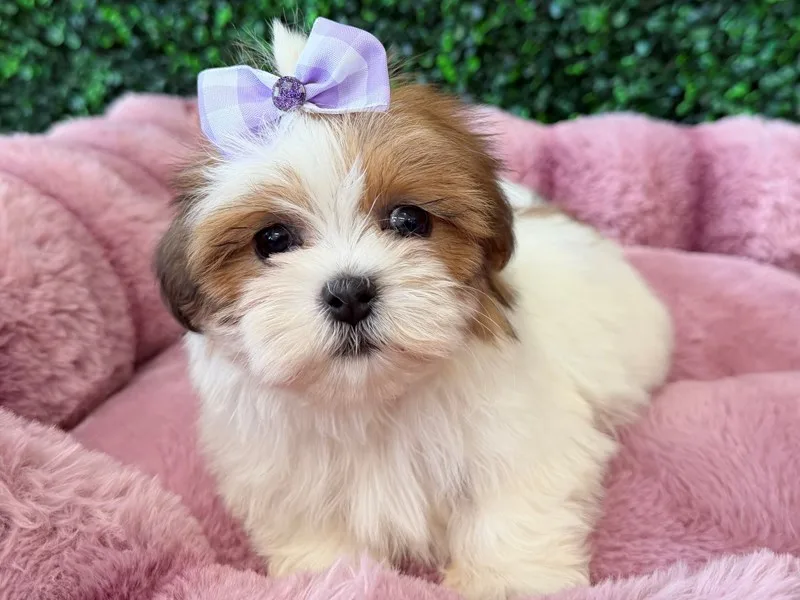 Maltitzu Puppy, Female, #2209 – photo 2