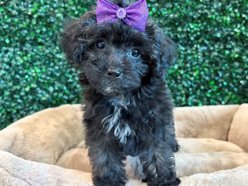Toy Poodle Puppy, Female, Black sable, #977