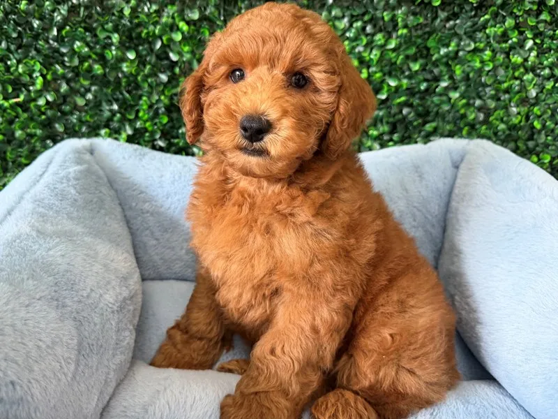 Mini Goldendoodle Puppy, Male, Red, #2289 – photo 2