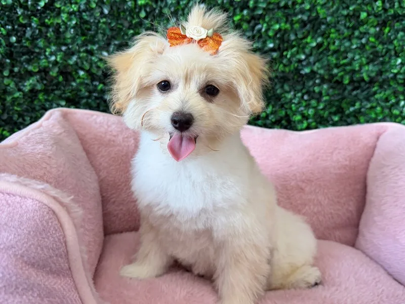 Pomapoo Puppy, Female, #2223 – photo 2