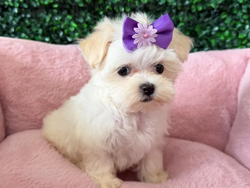 Maltese Puppy, Female, White, #2218 – photo 2