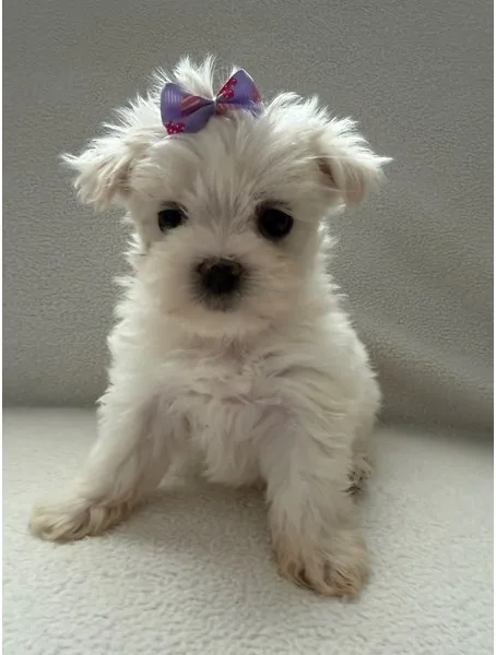 Maltese Puppy, Female, #962