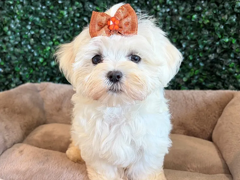 Maltese Puppy, Female, White, #986