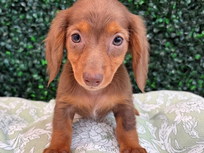 Mini Dachshund Puppy, Female, Longhair- Chocolate and Tan, #927 – photo 2
