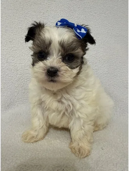 Malti Tzu Puppy, Female, Sable and White, #971