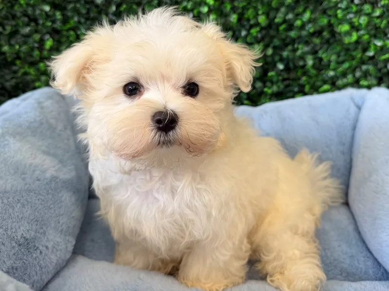 Maltese Puppy, Male, White, #2282