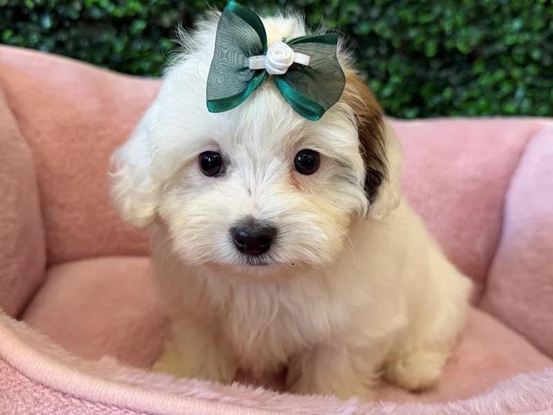 Maltipoo Puppy, Female, #989