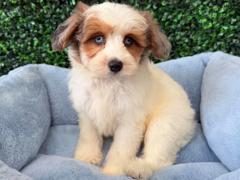 Mini Aussiepoo Puppy, Male, White and Merle, #2240 – photo 3