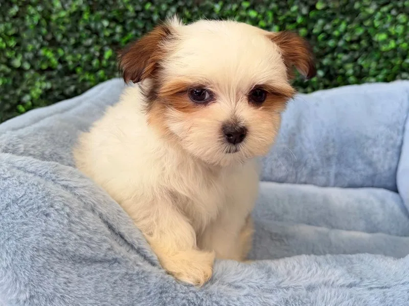 Maltitzu Puppy, Male, #2207 – photo 2