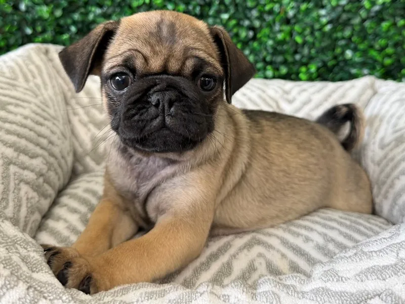Pug Puppy, Female, Fawn, #967 – photo 2