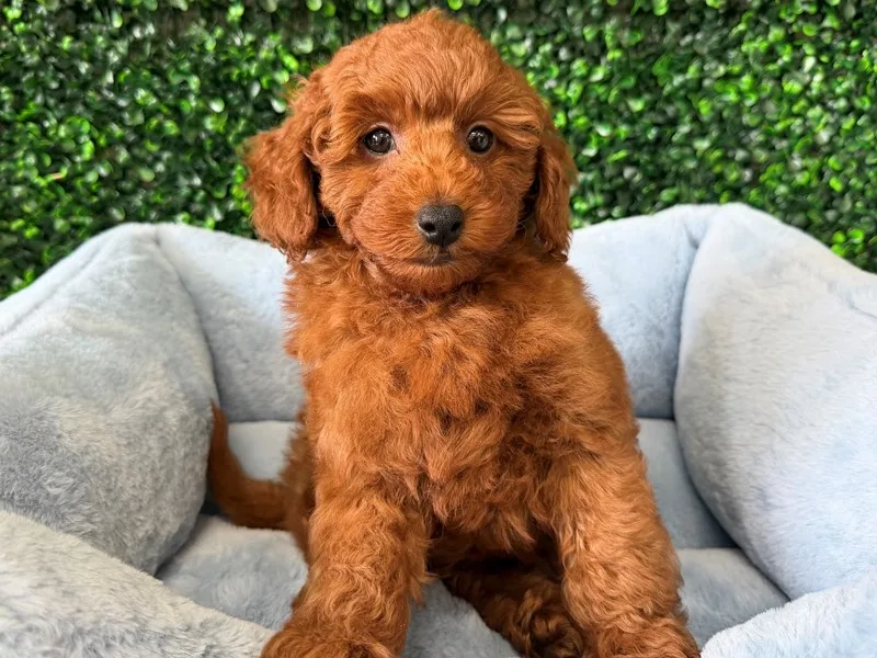 Mini Goldendoodle Puppy, Male, Red, #2291 – photo 2