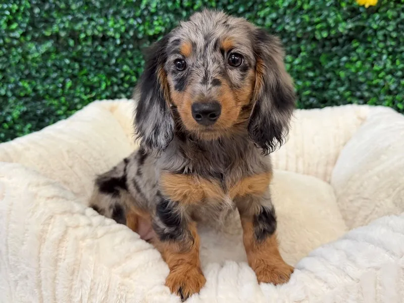 Mini Dachshund Puppy, Female, Blue Merle, #958