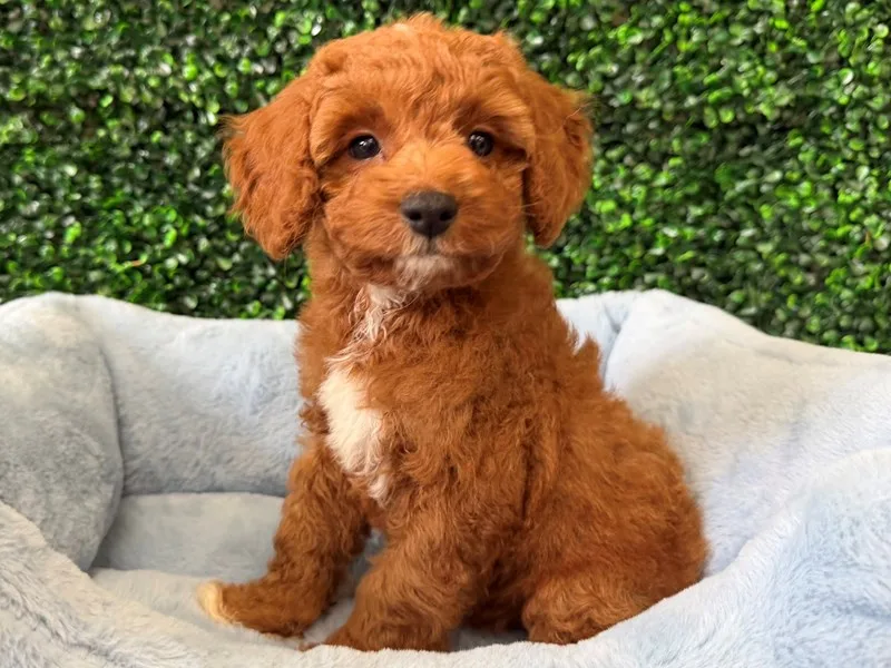 Cavapoo Puppy, Male, #2250