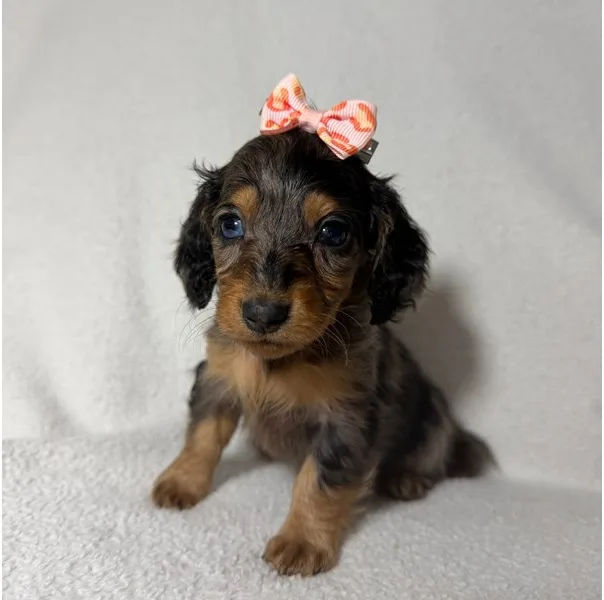 Mini Dachshund Puppy, Female, Longhair- Dapple, #993