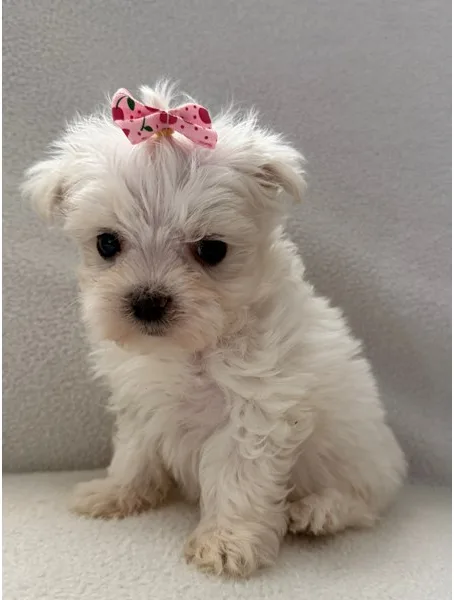 Maltese Puppy, Female, #963