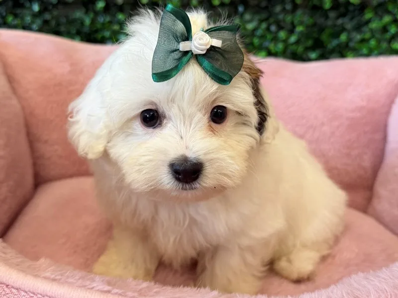 Maltipoo Puppy, Female, #989 – photo 3