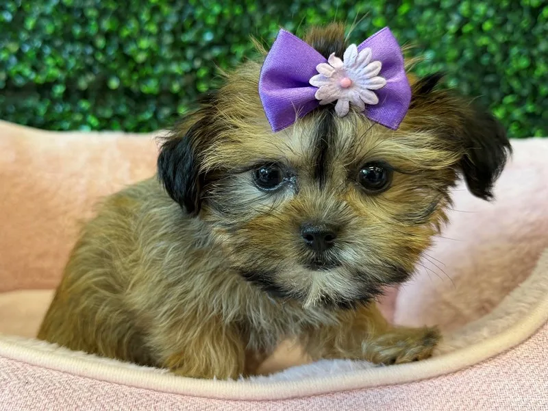 Shorkie Puppy, Female, #990 – photo 3
