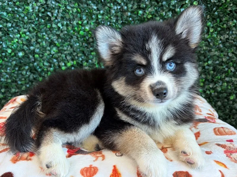 Pomsky Puppy, Male, #983