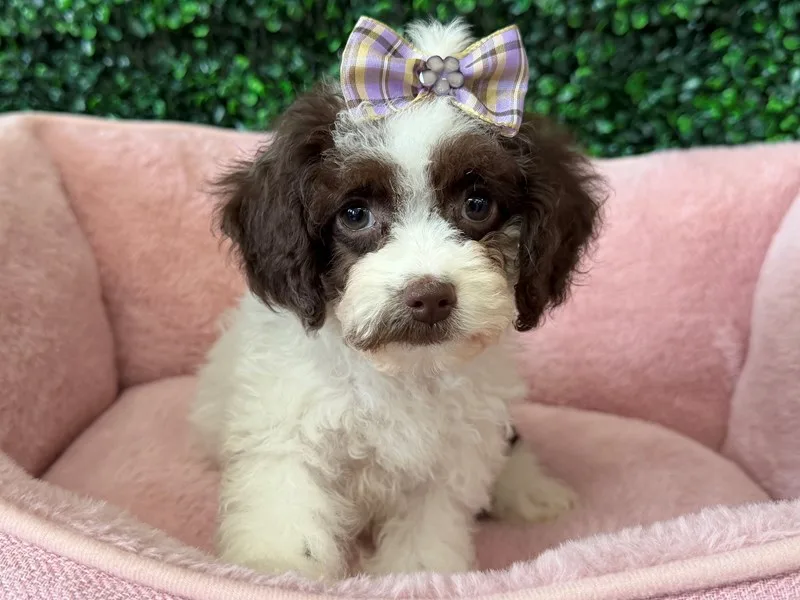 Cockapoo Puppy, Female, Chocolate and White, #2245 – photo 2