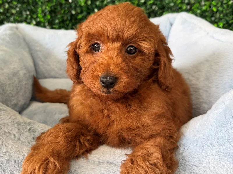 Mini Goldendoodle Puppy, Male, Red, #2291
