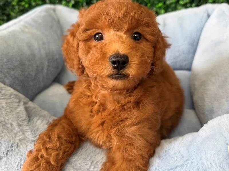 Mini Goldendoodle Puppy, Male, Red, #2292 – photo 3