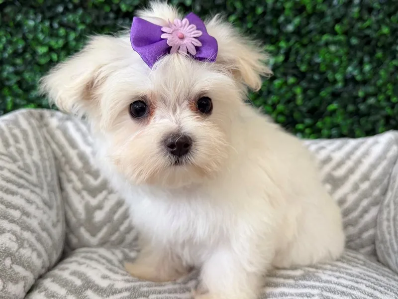 Maltese Puppy, Female, #2263 – photo 2