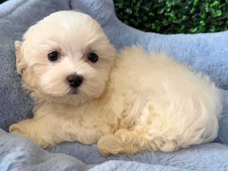 Maltese Puppy, Male, White, #2217 – photo 3